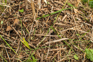 Ant hill as upper side of ant colony closeup