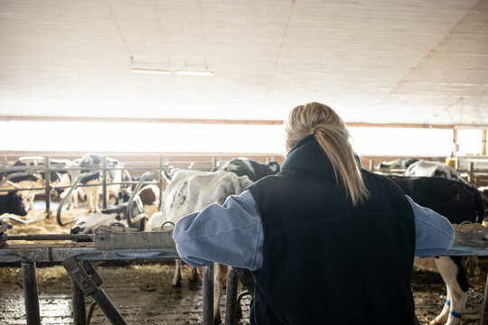 Rear View Of Female Farmer In Cowshed