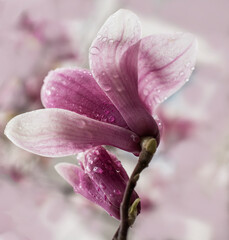 Blooming branch of pink magnolia close up