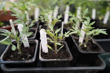 Tomato plant seedlings called Gardeners Delight growing in small pots in a green house.
