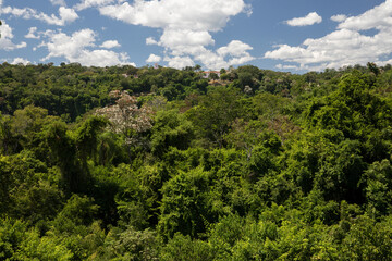 The Amazon jungle. Lush vegetation background. View of the tropical rainforest green trees foliage beautiful texture and pattern.