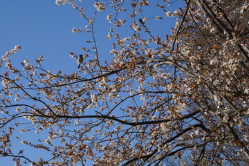 Blossoming cherry plum tree and a sparrow on a branch eating its flowers, on blue spring sky
