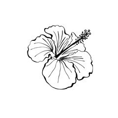Hibiscus flower, bud and leaves as design elements. Hand drawn sketch style. Line art. Mallow Chinese Rose. Herbal tea. Hawaii. Tropical vector elements on white.
