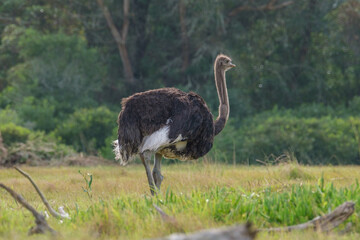 Ostrich walking in the South African bushes