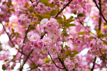 Beautiful cherry blossom sakura in spring time on nature background. Botanical garden concept. Tender bloom. Aroma and fragrance. Spring season. Tenderness. Branch of sakura. Perfumery concept.