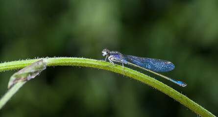 Blue Dragonfly on Young Branch Spring
