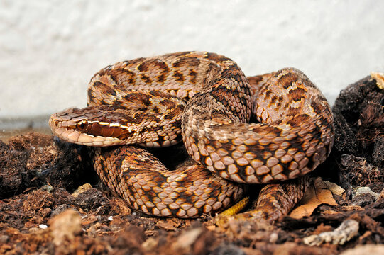 Mamushi Pit Viper // Kurzschwanz-Mamushi (Gloydius brevicaudus)