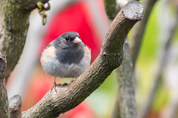 Dark-Eyed Junco Female Fluffs Up her Feathers