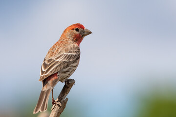 Male House Finch Perched on a Branch on a Sunny Day