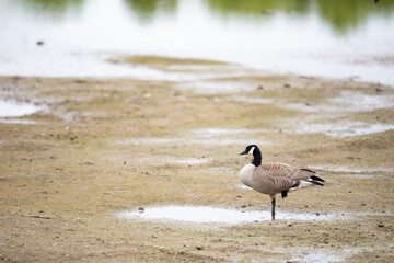 Lone Canada Goose Standing One-Legged on Wetlands Mud Flat