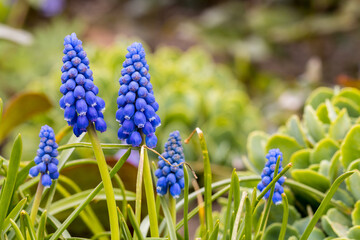 spring flowers in the garden