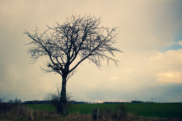 Obraz premium tree by a dirt road with cloudy sky in background