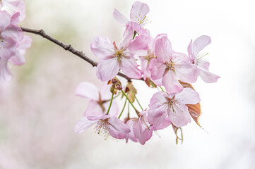 beautiful floral background of blooming sakura in pastel tones close up