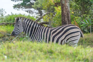 Fototapeta na wymiar Young zebra in nature, in a game park in South Africa