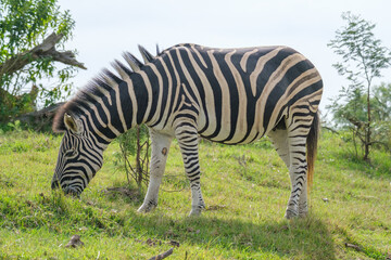 Fototapeta na wymiar Young zebra in nature, in a game park in South Africa