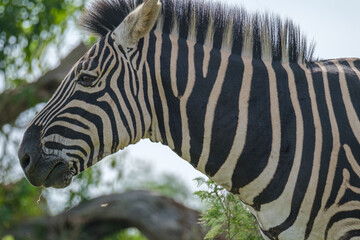 Young zebra in nature, in a game park in South Africa