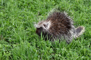 Porcupine grazing in hay field