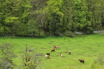 Cattle in farmland field of green grass pasture against backdrop of forest, summertime, rural ireland 
