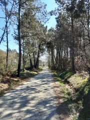 Paraje de pinos en un entorno rural de Vilalba, Galicia