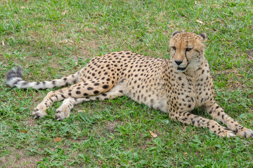 Portrait of Cheetah in the Nature