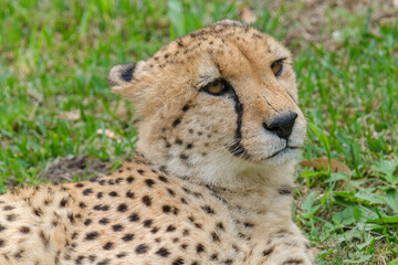 Naklejka na ściany i meble Portrait of Cheetah in the Nature