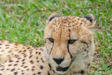 Portrait of Cheetah in the Nature