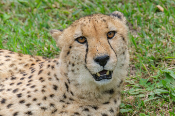 Portrait of Cheetah in the Nature