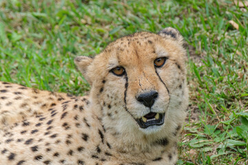 Portrait of Cheetah in the Nature