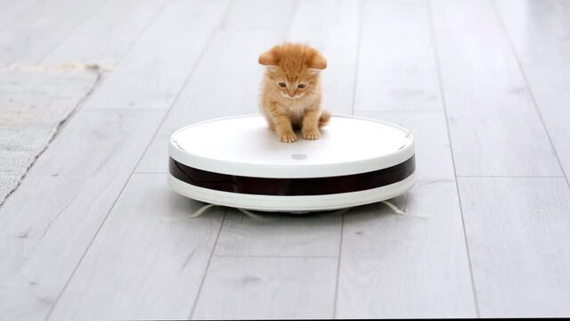 4k Funny little ginger kitten is riding on white robot vacuum cleaner at home. Red cat playing in the modern interior with vacuum cleaner and looking down like it is getting cleaner