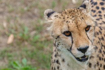 Obraz na płótnie Canvas Portrait of Cheetah in the Nature