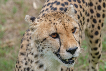 Portrait of Cheetah in the Nature