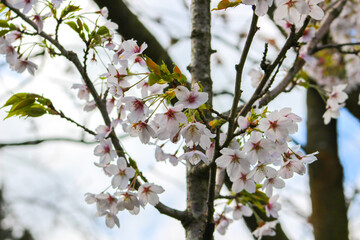 cherry tree blossom