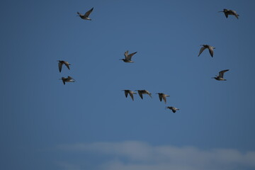 birds in flight