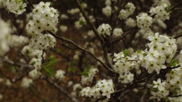 Pan of a Dogwood treen in full bloom in Spring