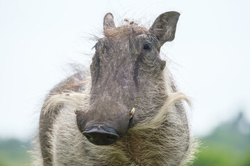 Naklejka na ściany i meble Portrait of warthog in the Nature