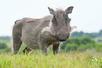 Portrait of warthog in the Nature