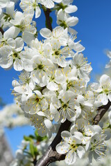 White prunus blossom branch close up on bright blue sky background