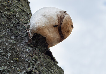 tree bark with tinder fungus.Diseases of deciduous trees

