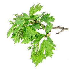 green hawthorn branch isolated on white background. crataegus plant cut out
