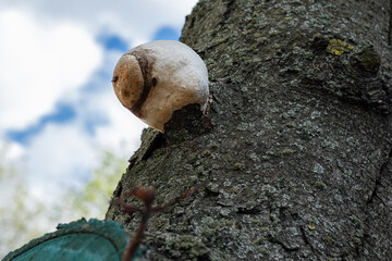 Tinder fungus on the tree. Diseases and rot of trees. Environmental protection concept


