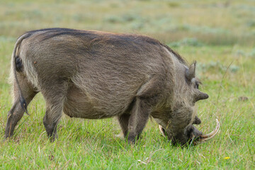 Portrait of warthog in the Nature