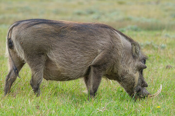 Portrait of warthog in the Nature