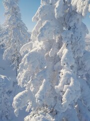 Winter trees under blue sky in mountains