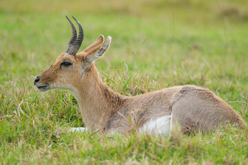 Naklejka na ściany i meble Southern redbuck, rooibos resting among the grasslands in a game park, reserve in South Africa