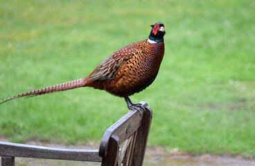 A Ring-necked pheasant male on the back of a  wooden chair