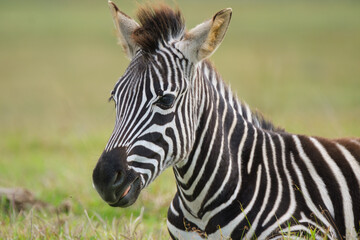 Portrait of zebra in the Nature