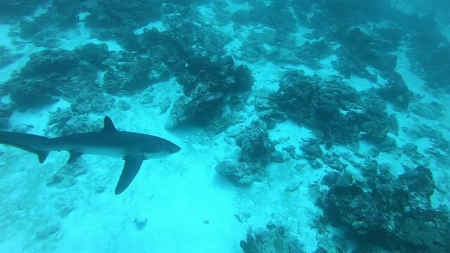 Pelagic Thresher Fox Shark with a big tail, Alopias pelagicus, underwater swim in blue ocean looking for food fish hunting. Divers watching sharks. Scuba Diving in Maldives sea water.