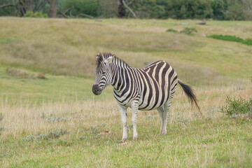 Fototapeta na wymiar Portrait of zebra in the Nature