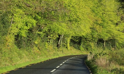 Regional road in rural Ireland bordered by trees baring green foliage during summertime