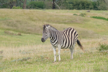 Portrait of zebra in the Nature